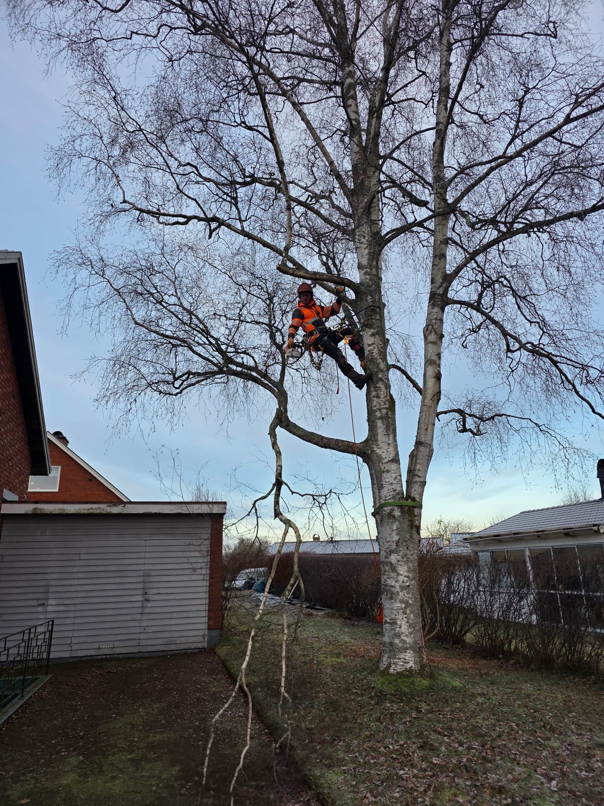 Galleribild 13 från trädvård och trädfällning utförd av Gustavssons Skog & Trädvård AB