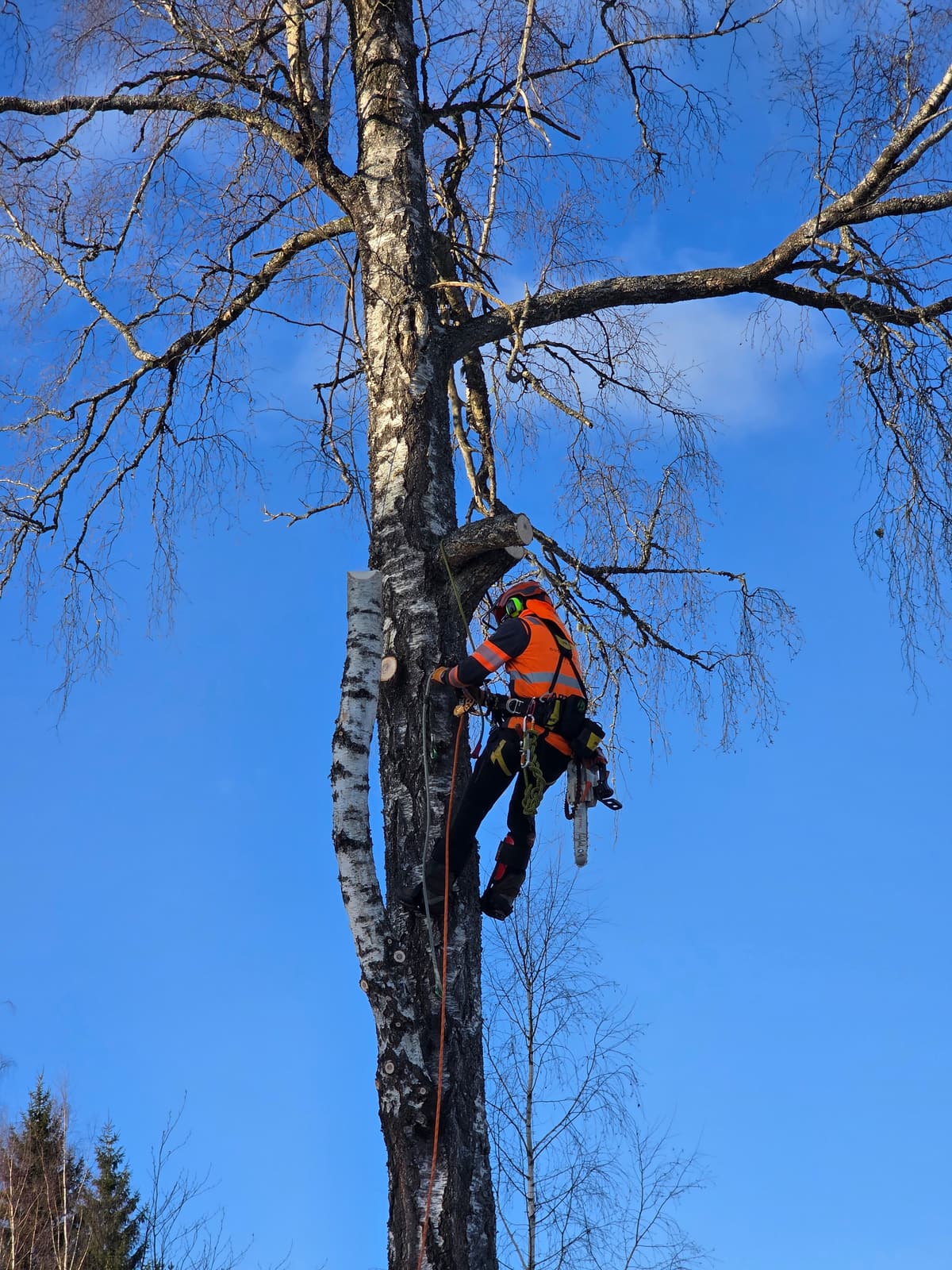 Galleribild 19 från trädvård och trädfällning utförd av Gustavssons Skog & Trädvård AB