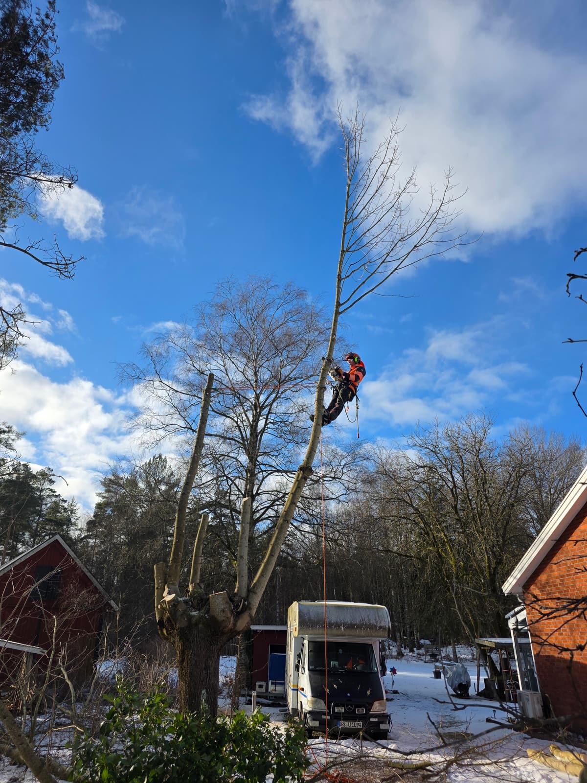 Galleribild 20 från trädvård och trädfällning utförd av Gustavssons Skog & Trädvård AB