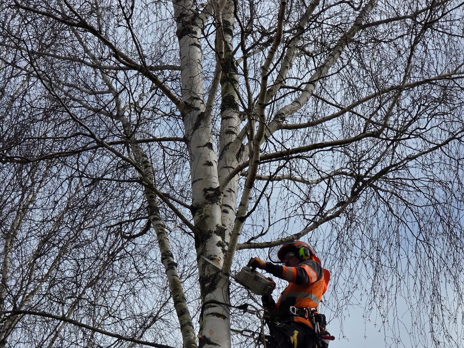 Fackmässig beskärning av träd i Växjö