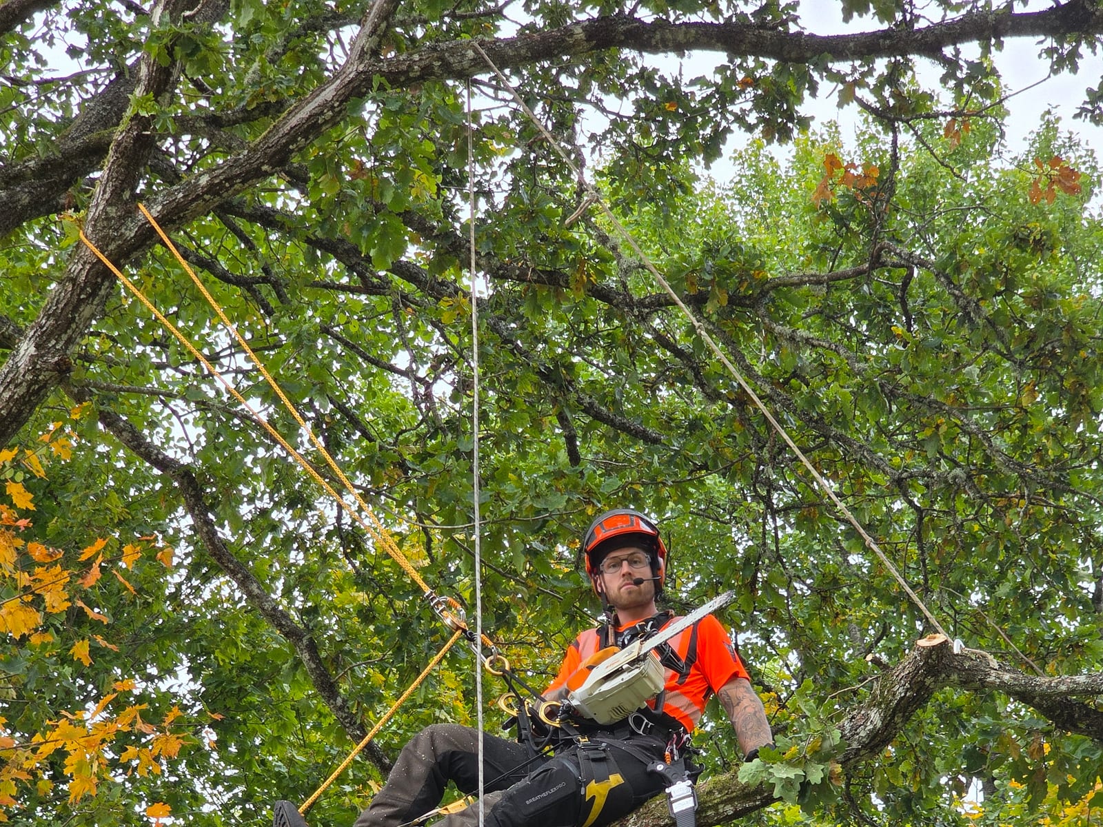 Professionell trädvård utförd av arborist